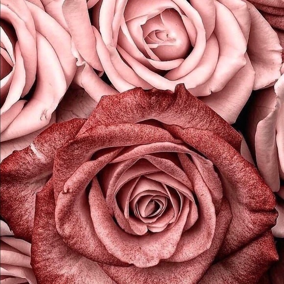rosehearts